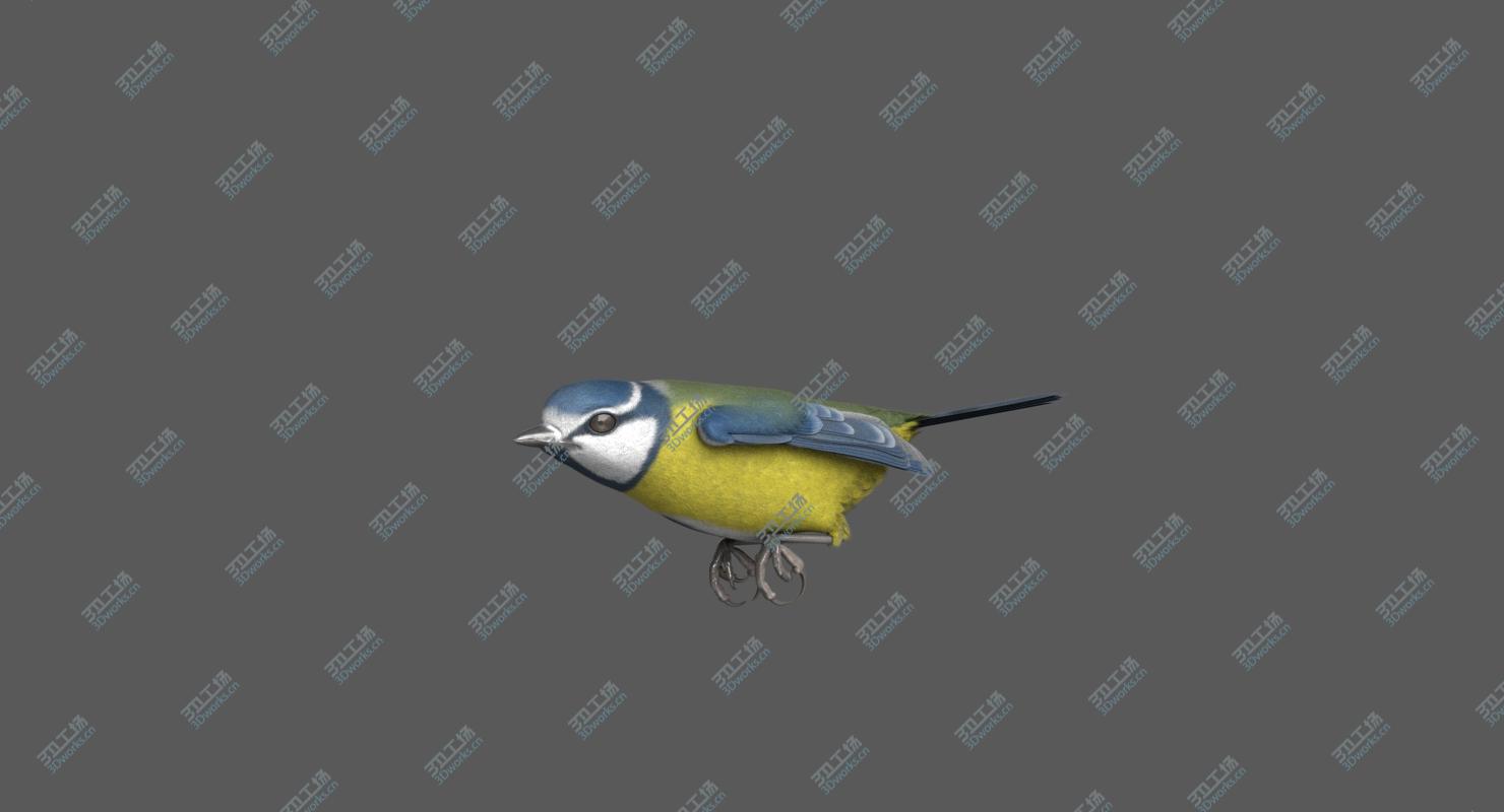 images/goods_img/20210319/Eurasian Blue Tit (Animated) 3D model/4.jpg